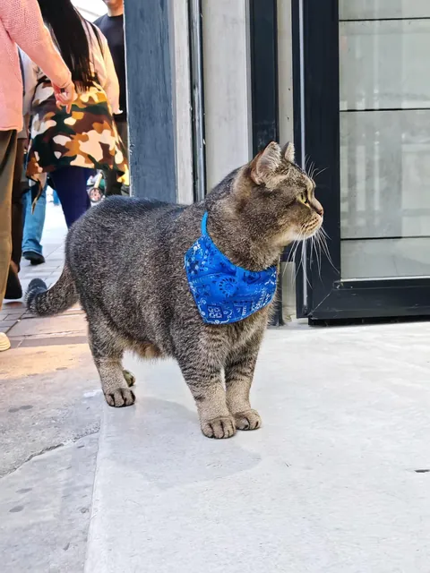 Just another day in Istanbul, sharing the city with its true residents - the cats😻