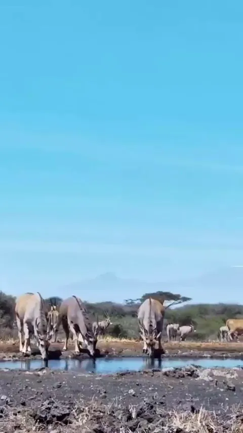 🔥 World's largest antelope gently poked by world's largest land animal, suggesting they vacate their spot at the waterhole