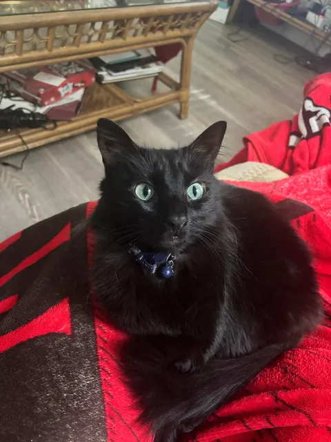 I lost my Lapis last night💔