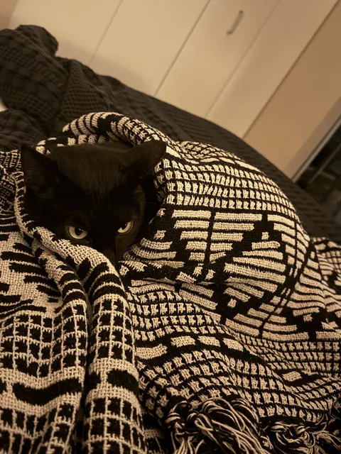 Snug as a bug in a rug