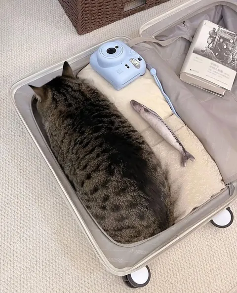 This cat fits in the suitcase. [non-OC]