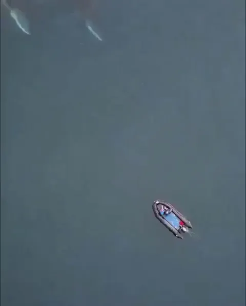 🔥 Boater's Close Encounter With A Pod Of Whales