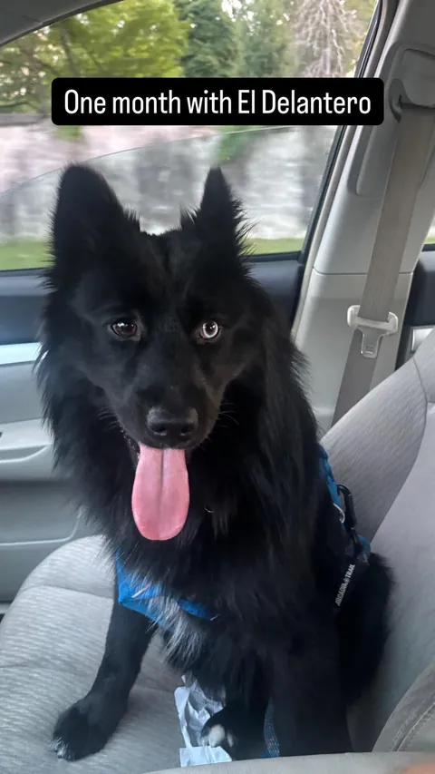 The many faces of a goofy 1 year old Australian Sheppard / American Eskimo (Auskimo?)