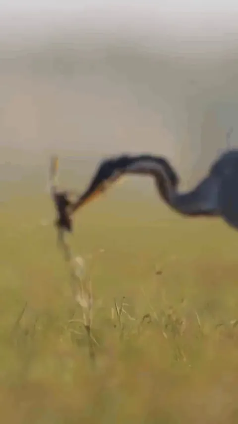 Heron swallows frog despite the anphibian's desperate attempts to escape