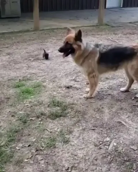 Good boy and his smol friend