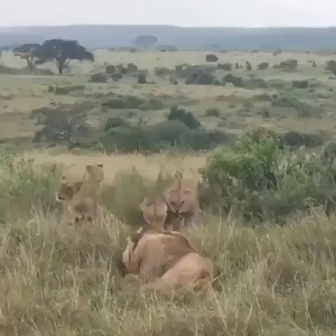 Outsider lion fell asleep in the wrong territory, and the lionesses woke him up