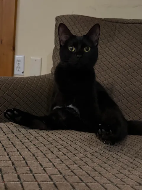 Finally adopting a cat after my 14 year old baby passed in November