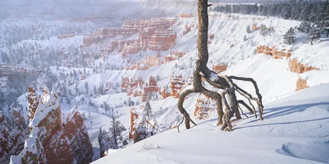 Sunrise at Bryce Canyon, Utah after the snowstorm last week. [OC][2000x1000]