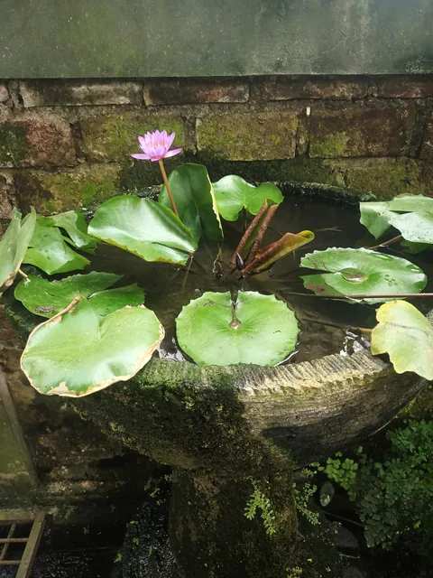 My lotus &amp; water lily bloomed together today