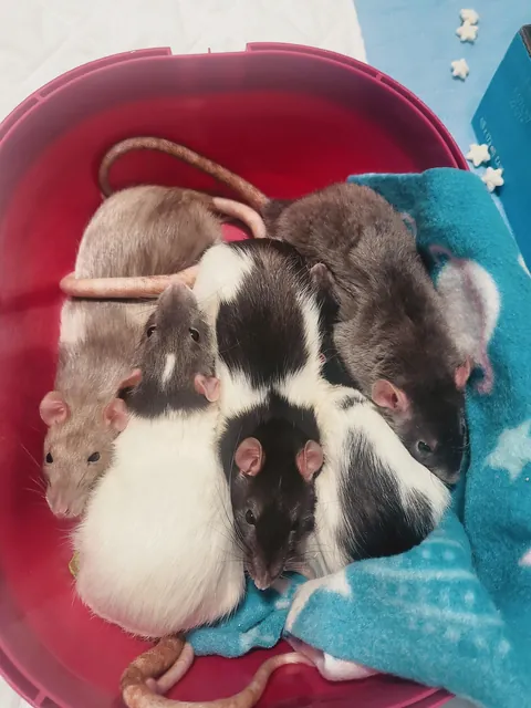 Why are they pretending to be chicken drumsticks instead of roaming