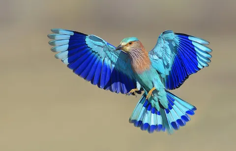🔥 Indian Roller