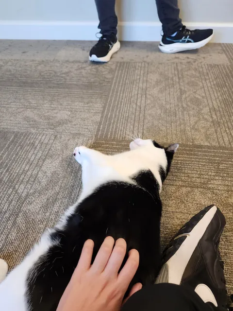 This is max, he is the cat of an old lady i deliver packages too. He is also incredibly friendly.