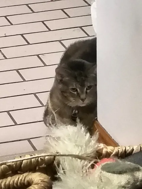 I'll always love and miss you Sushi