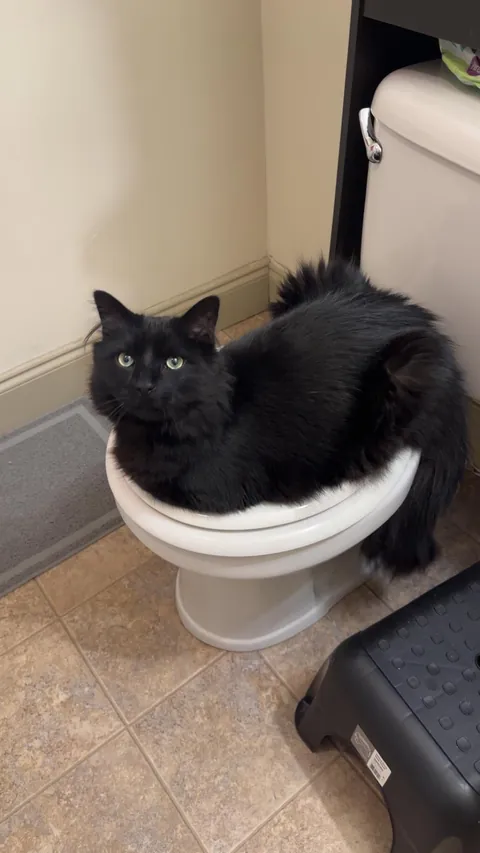 Anyone else’s void still have blue in their eyes from kittenhood?