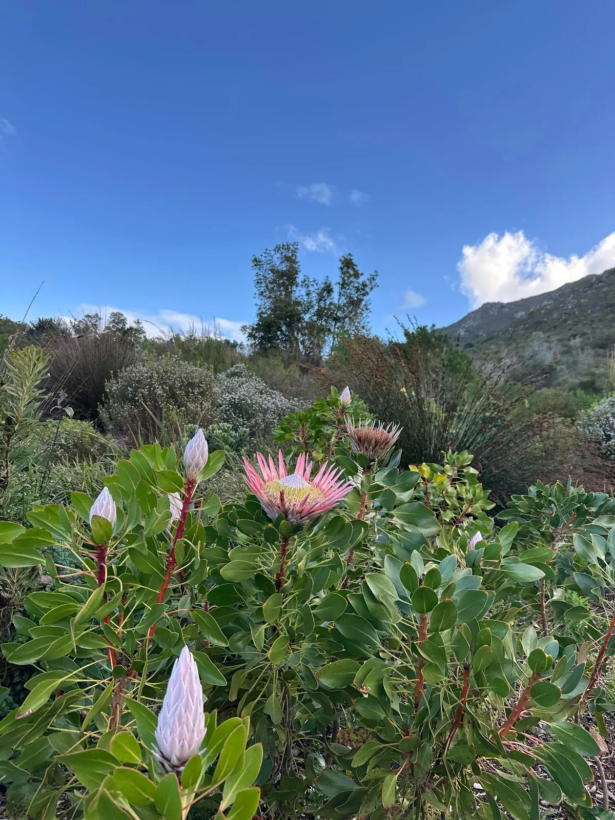 Cape Town is my new favorite city 🇿🇦