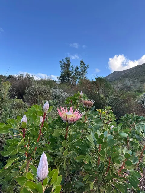 Cape Town is my new favorite city 🇿🇦