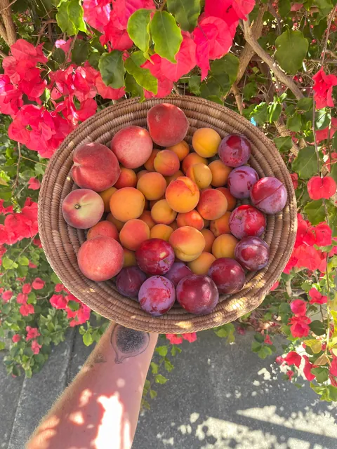 Summer fruit harvests