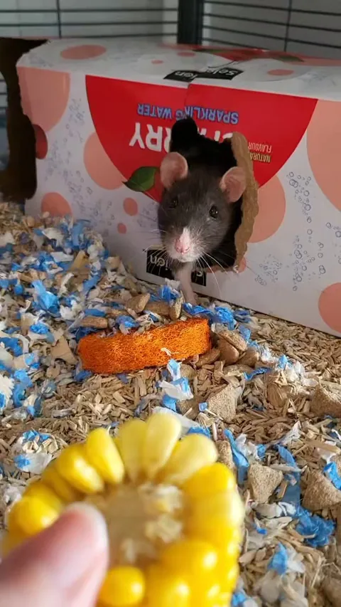 My rats trying corn on the cob for the first time!