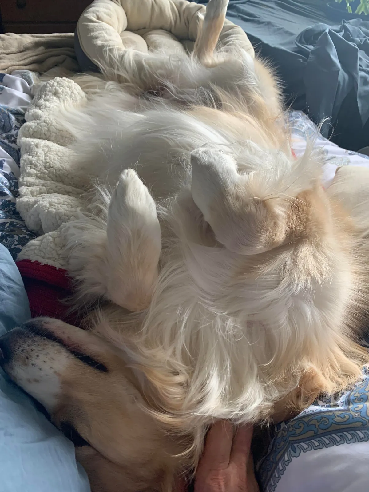 This is Luna, my soul dog🥰  From 1 week to 7.5 years old—she’s a sweet and complicated girl and I love her! ❤️