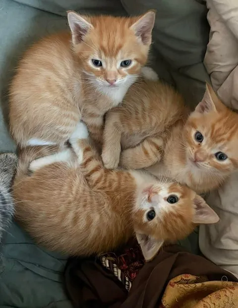 If you could only adopt one... which one are you choosing? 🥰
