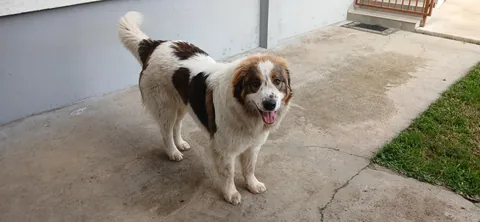 My Bosnian Shepard-Tornjak ,he has 10 months