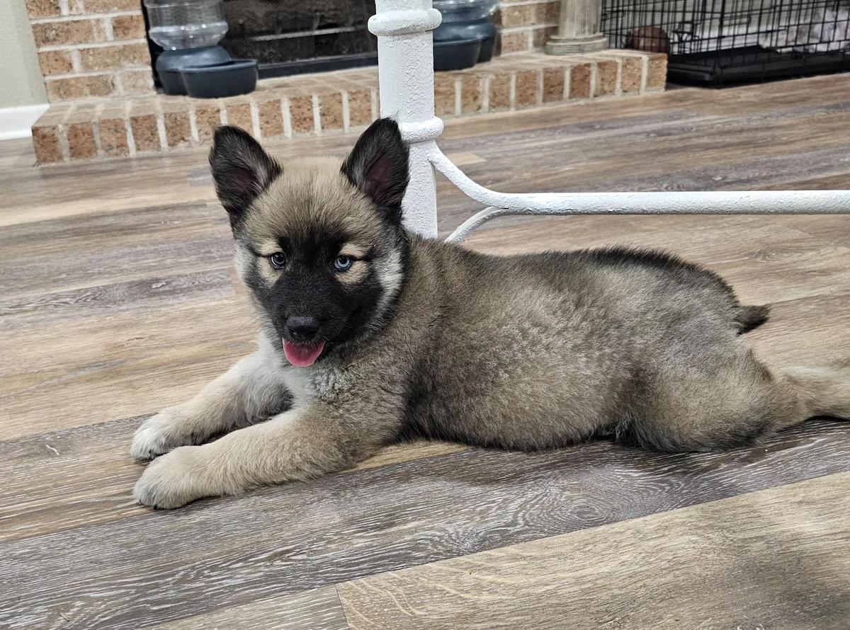 Little floof ball. Bentley was born in a shelter in AZ. We are fostering him, his momma &amp; 4 brothers. Sweetest boy! 