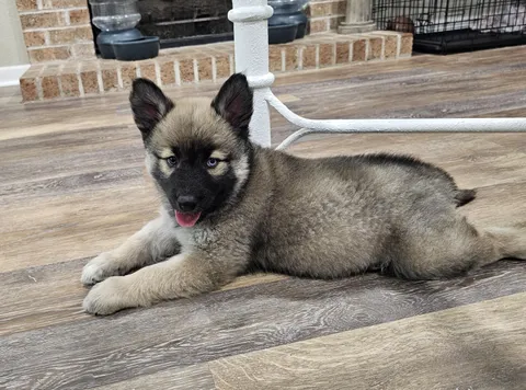 Little floof ball. Bentley was born in a shelter in AZ. We are fostering him, his momma &amp; 4 brothers. Sweetest boy! 