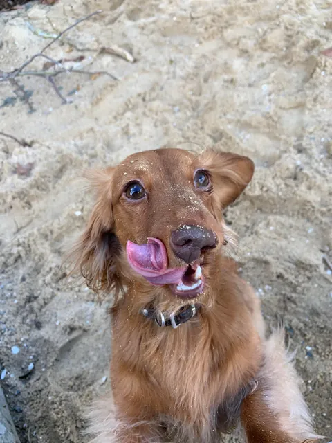 Cleft nose dachshund! I’d say she is pretty rare! ❤️