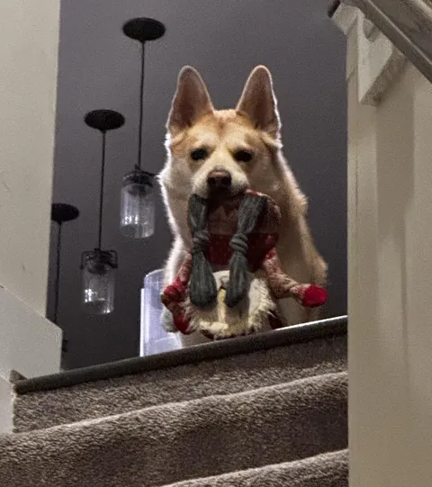 Biscuit was ready to play when I got home