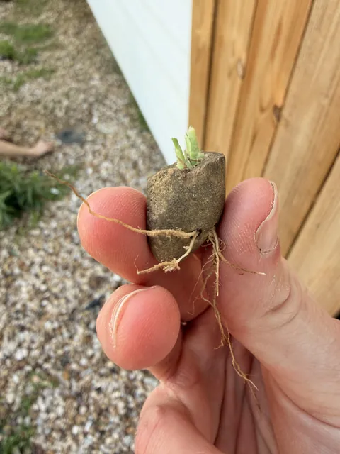 My son found this rock with a plant growing in it.