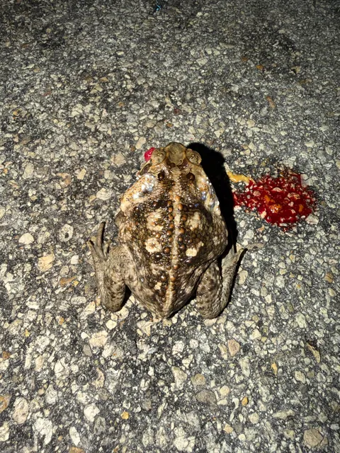 Toad died while eating part of a crab?