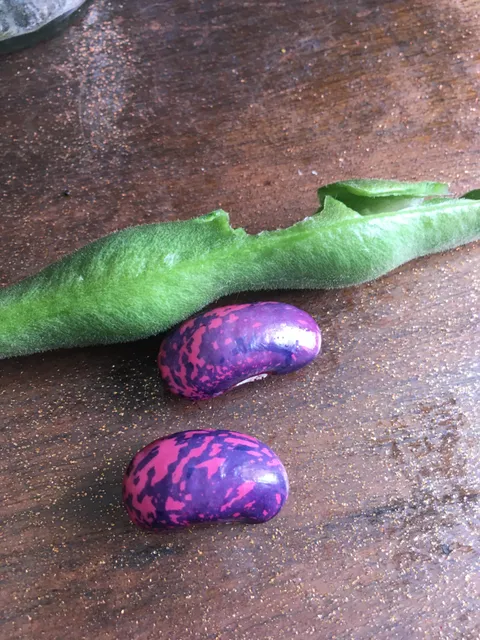 🔥 Found these crazy pink and purple seeds inside our runner bean plant.