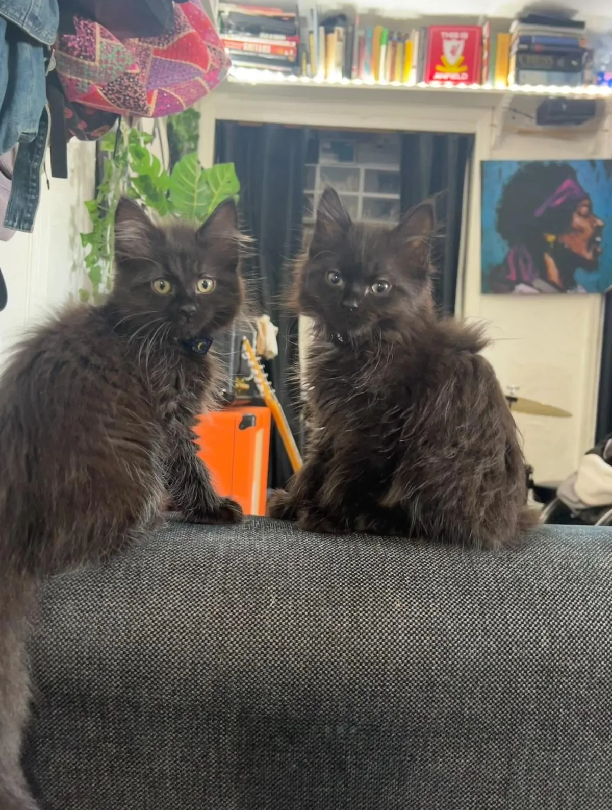 my twin maine coon babies
