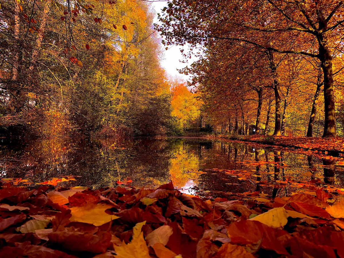 Castle Park, Autumn, Reflection in the Lake. Germany [OC] [2732X2048]
