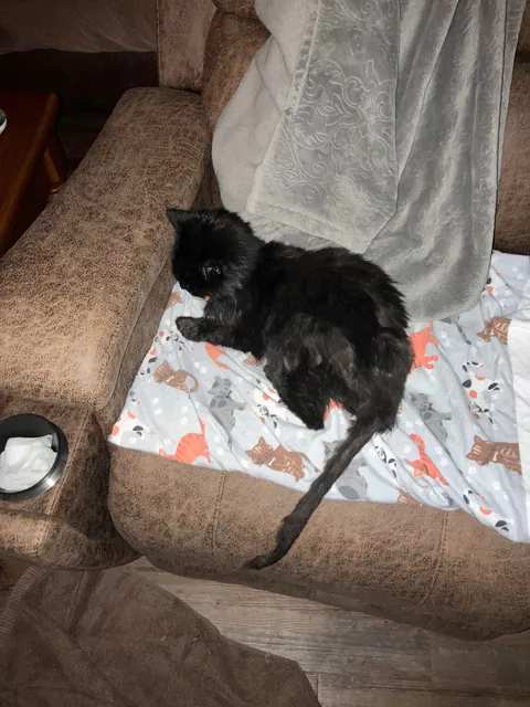 My ugly little 3lb senior kitty