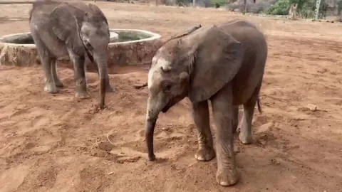 Two young elephants, Sera and Lomunyak, have become the best of friends
