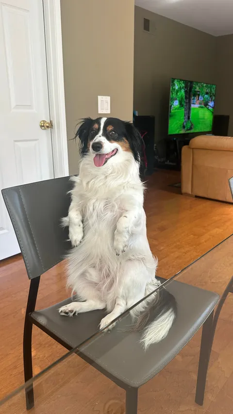 My dog likes sitting in chairs upright like a human