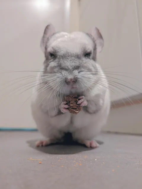 my chinchilla Mabel just turned 23 :)