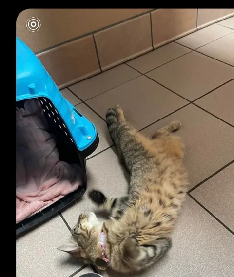 Hard to believe she showed up on my door step a year ago. My sweet Christmas cat.