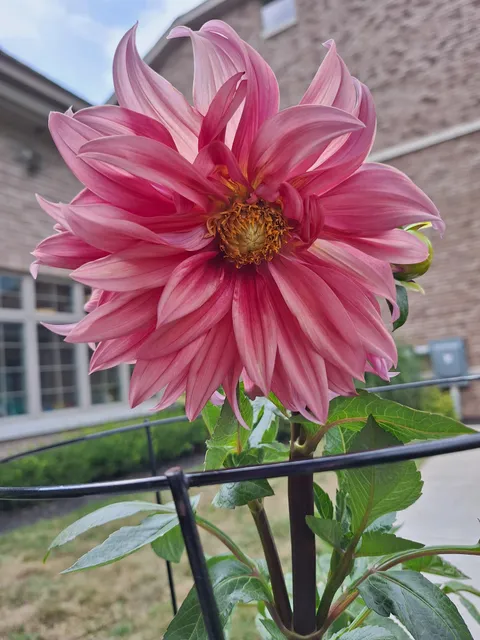 First dahlia of the year for me