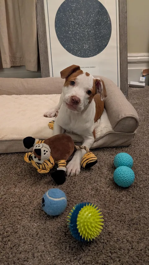 This is Ginger. She wants to say Hi.