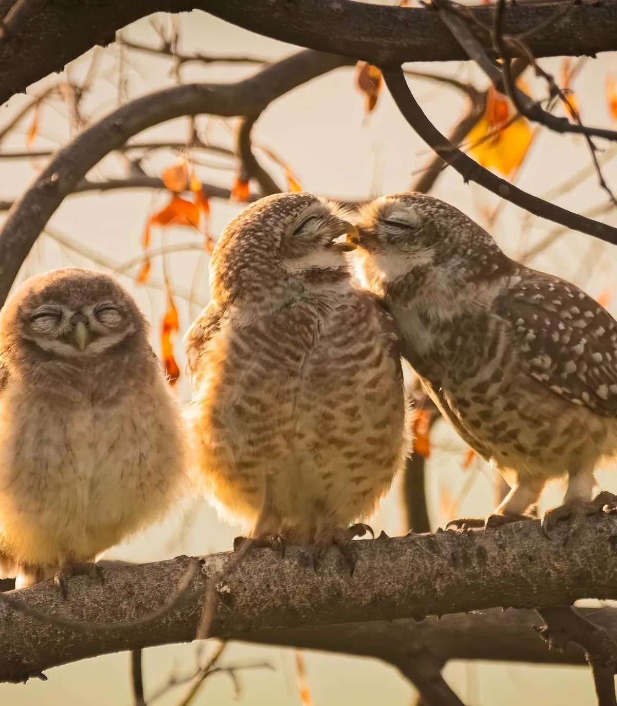 🔥 The Nikon Comedy Wildlife Awards 2024