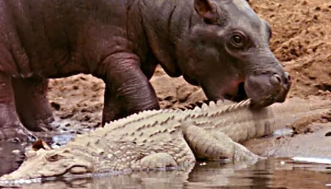 Baby hippos will use a crocodile's spine as a chew toy and won't be attacked