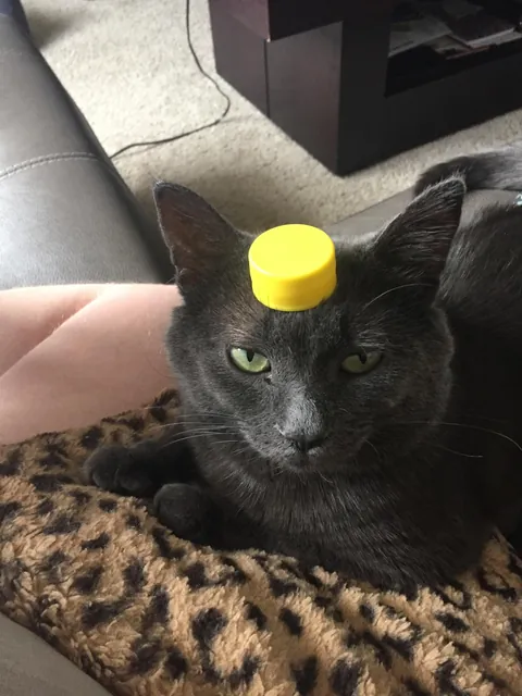 Saying goodbye to my first born feline son tomorrow after 10 years together