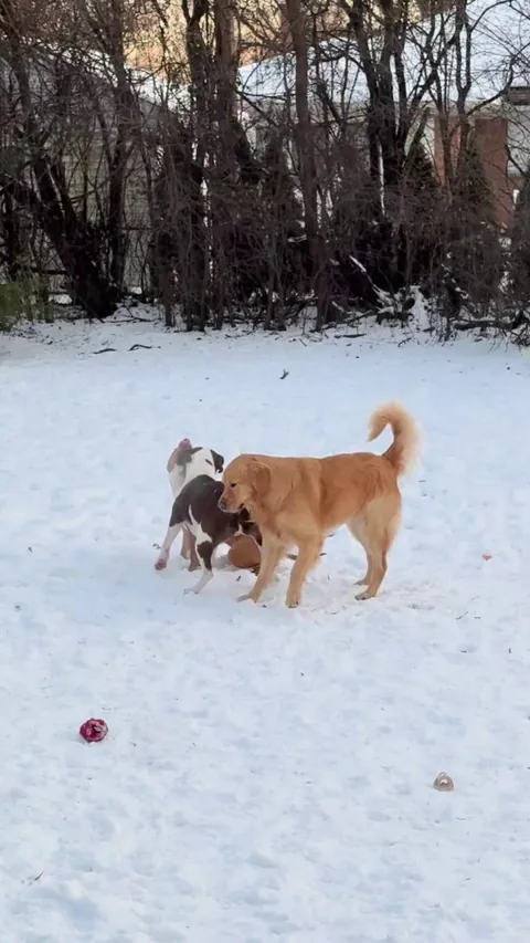 Goldens are so special…our derpy boy Benny just loves the snow!