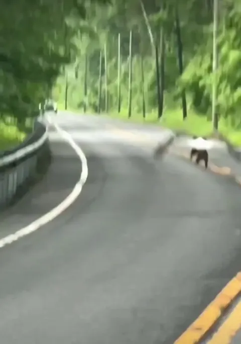 🔥Bald Eagle takes its dinner on the road