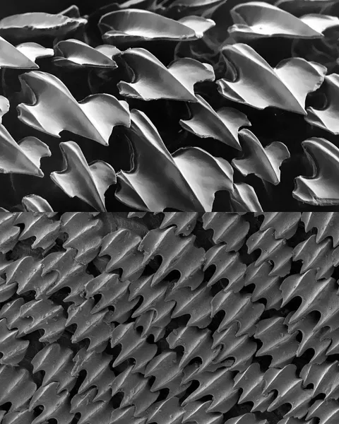 Shark skin under electron microscope.