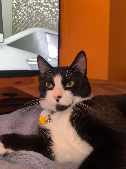 Pluto: 1 month to 1 year