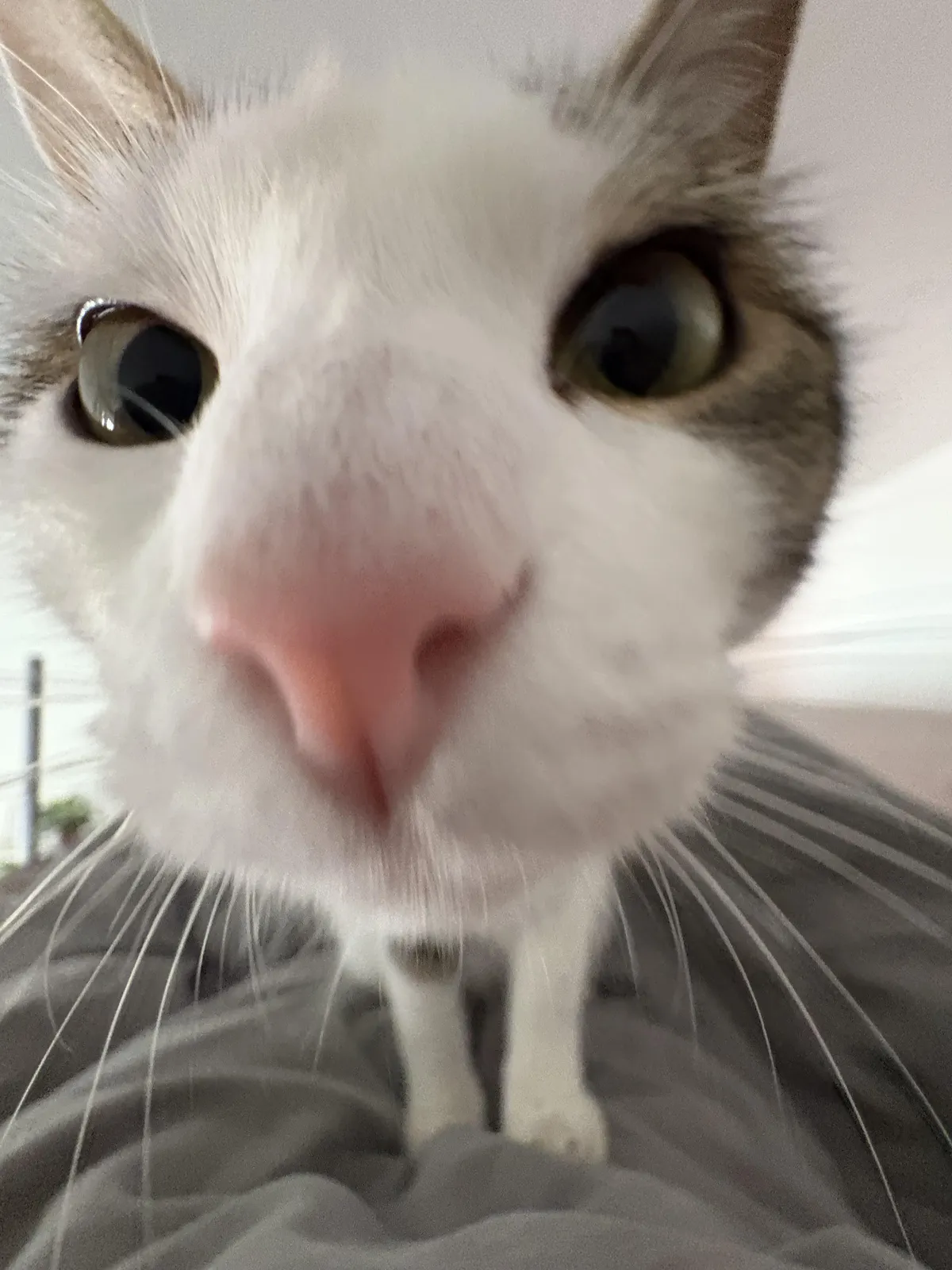 POV of Jazz waking me up