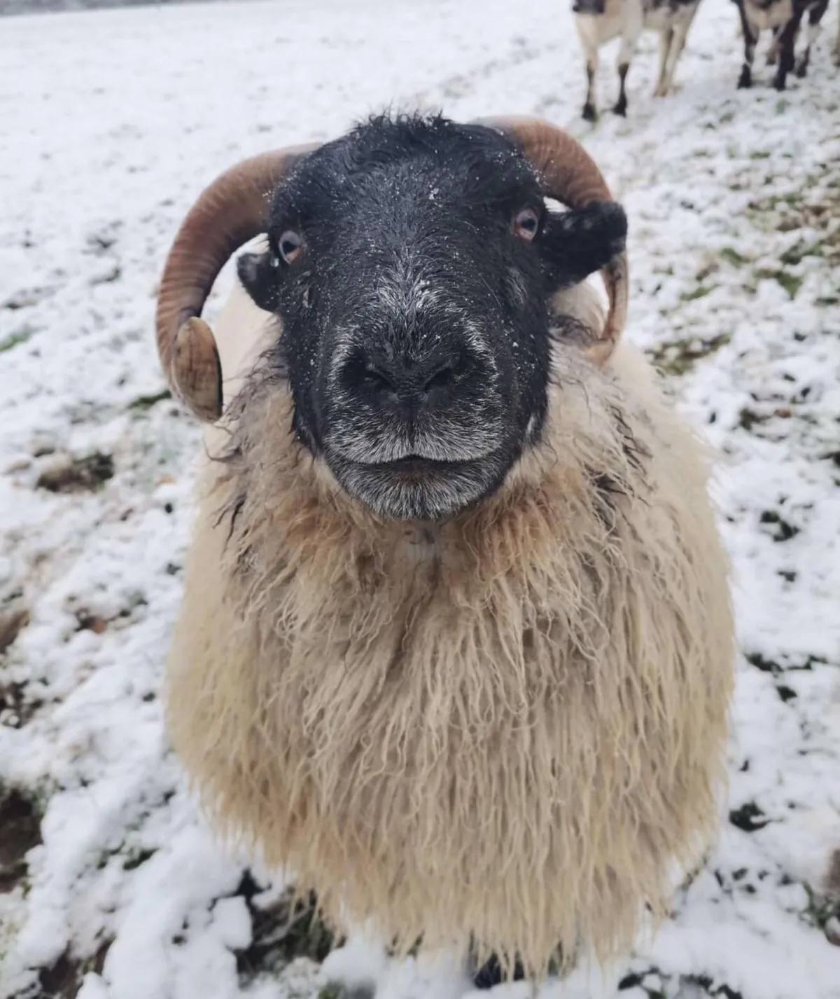 I’ve had Bramble for two years now. He was such a small lamb that I got him for free from a farmer, but he has grown into a very strong boy! I love him so much.